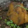 Puffball Fungus Among Us