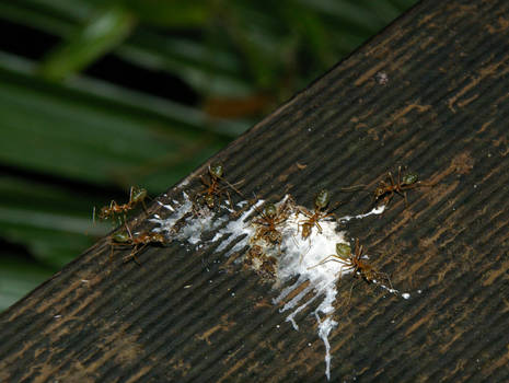 Green Tree Ants and Bird Dropping