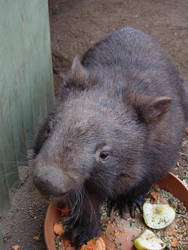 Common Wombat