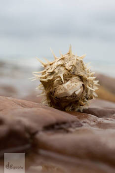 Guest Photographer - Porcupine fish (Diodon)