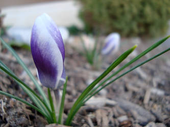 Crocus