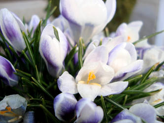 Crocuses