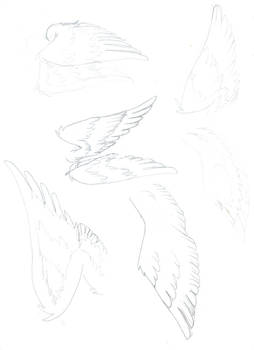 Wings study