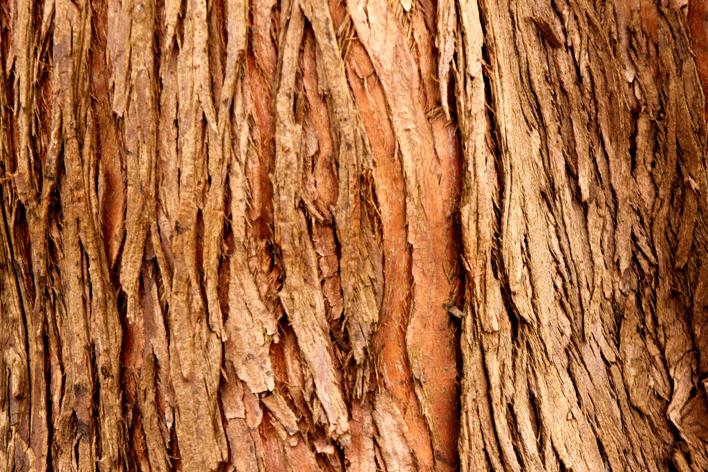 Древесный. Bark дерево. Кора дерева. Фактура ствола дерева. Цвет коры дерева.