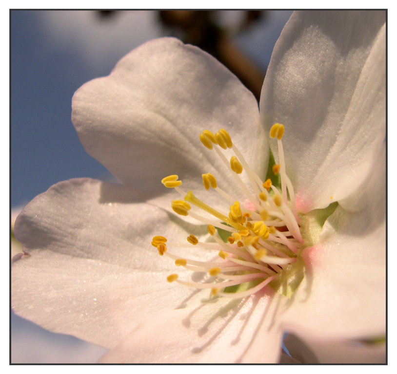 almond flower