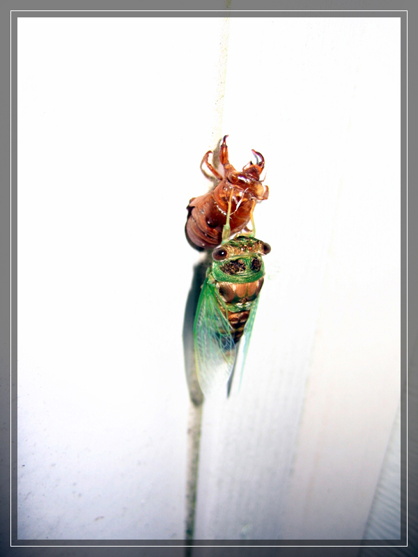 Cicada