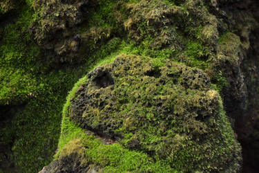 Mossy volcanic rock