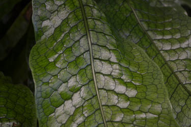 Leaf structure II