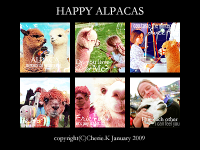 happy alpacas