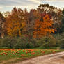 Pumpkin Wasteland