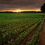 Rolling Fields