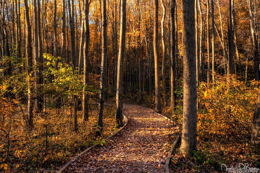 A Little Slice Of Autumn by JustinDeRosa