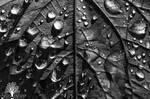 Divided Droplets by JustinDeRosa