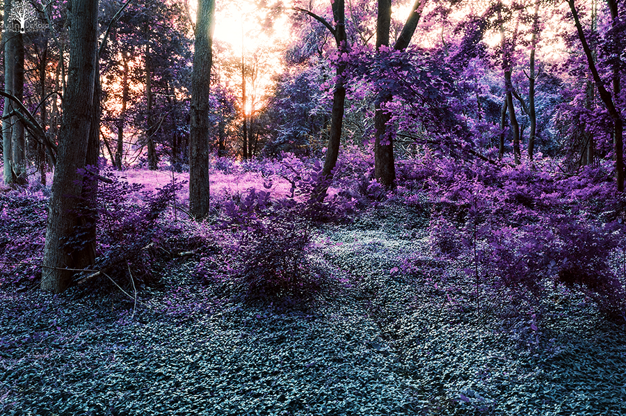 Twilight Forest