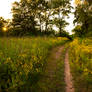 Tale of the wildflowers