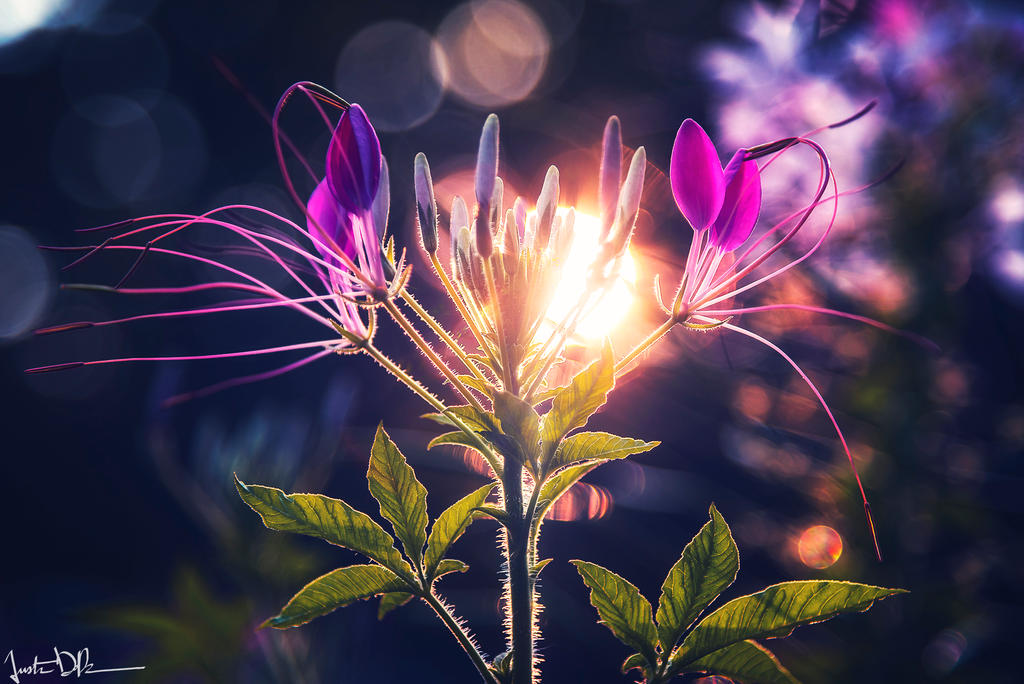 Interconnected by JustinDeRosa Interconnected by JustinDeRosa