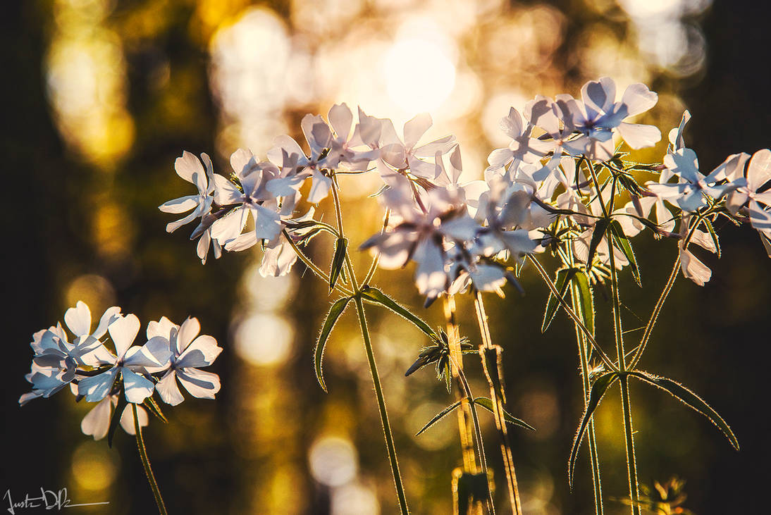 Spring Gold by JustinDeRosa on DeviantArt