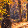 Into the golden forest I