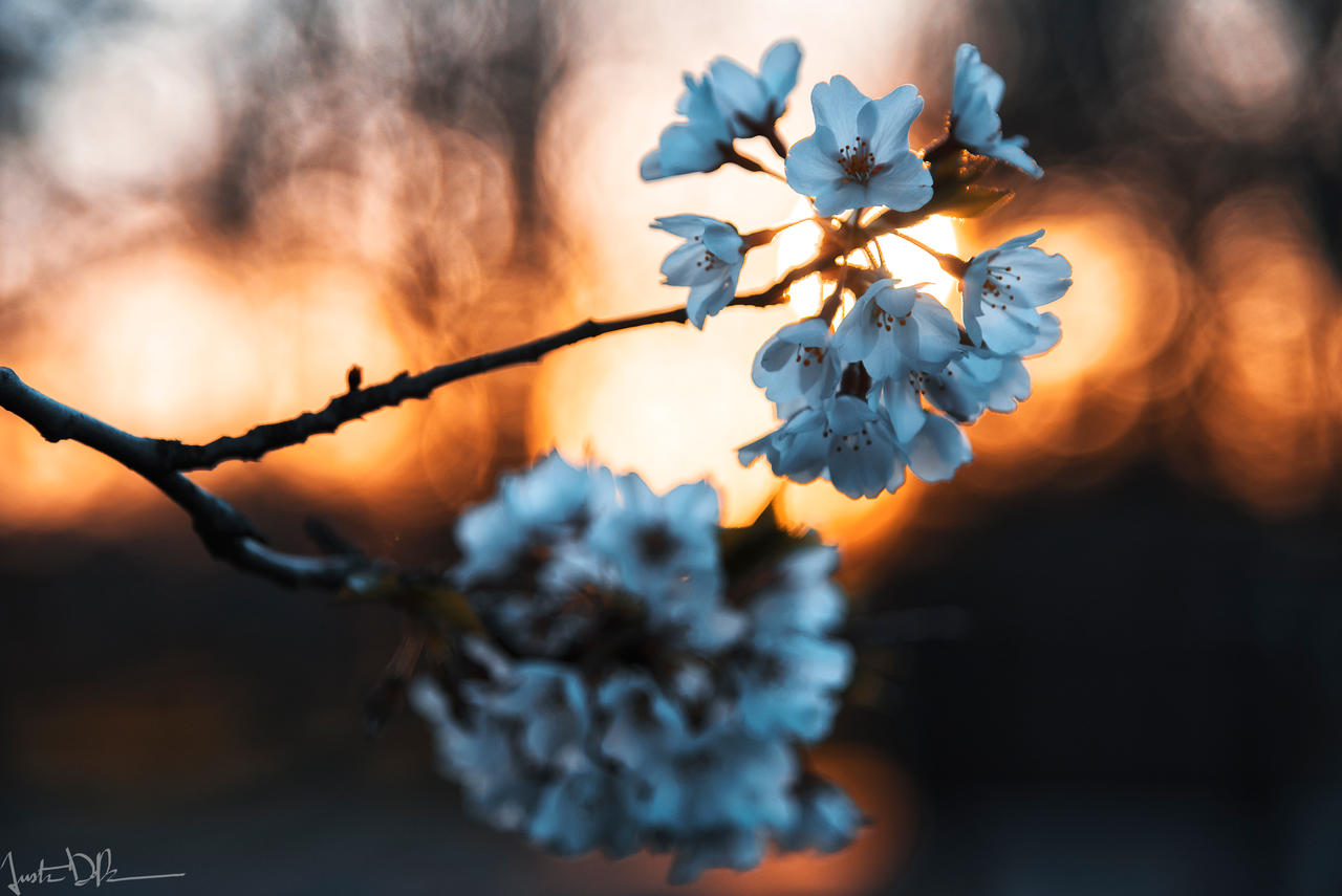 Spring is Near by JustinDeRosa on DeviantArt