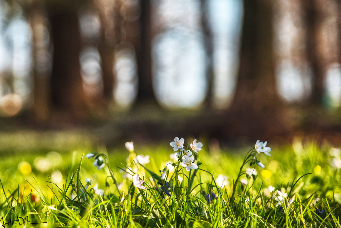 Spring Woods Spring Woods by JustinDeRosa on DeviantArt