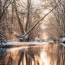 A golden winter morning