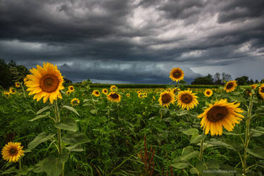 Stormy Sunflowers