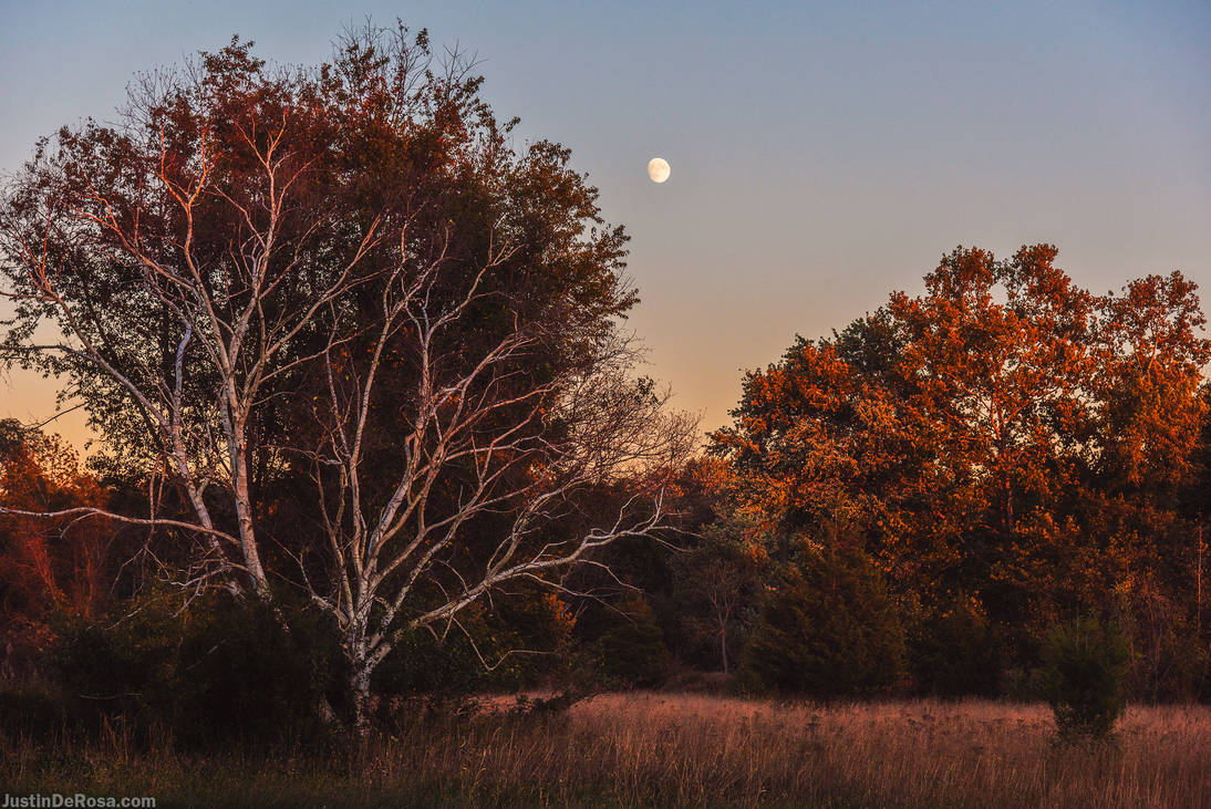 Moon over autumn trees by JustinDeRosa on DeviantArt
