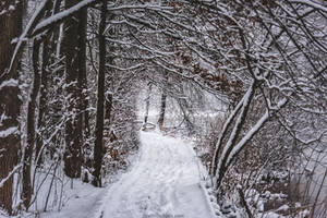 a quiet walk in the snow