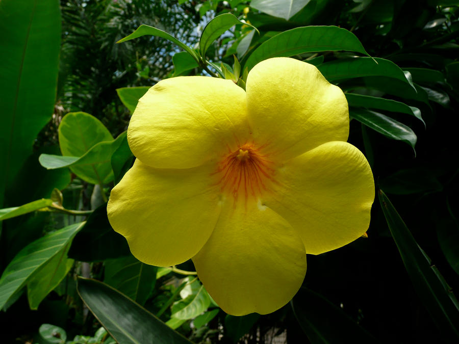 Yellow Flower