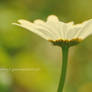 Oxeye Daisy