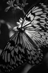 Butterfly in Black and White. by heartofhealing