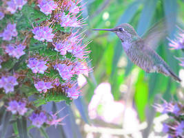 HummingBird