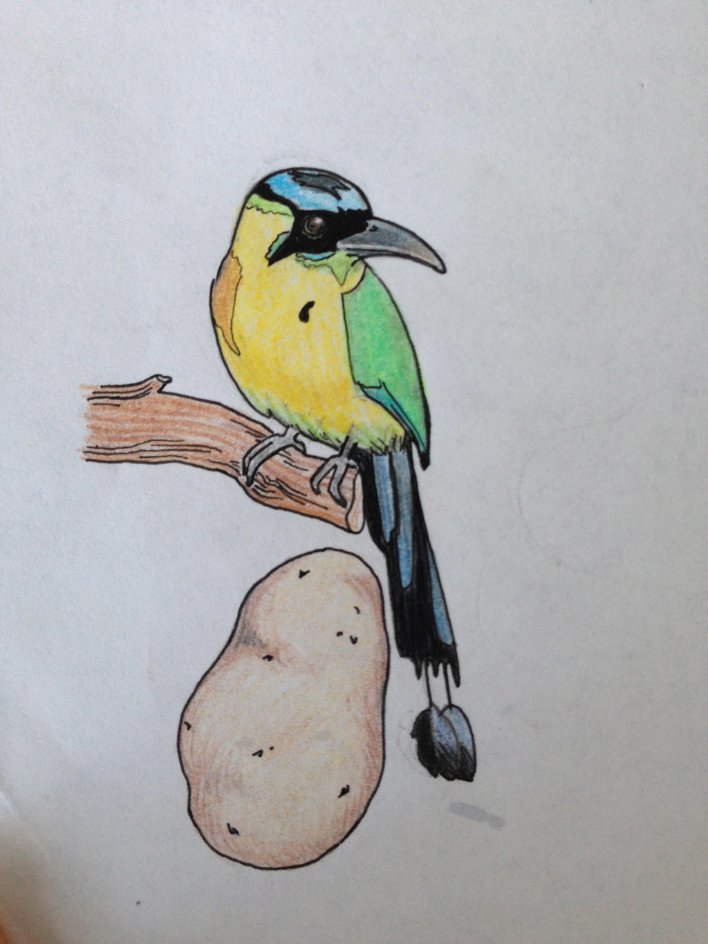 Potato and Motmot #1