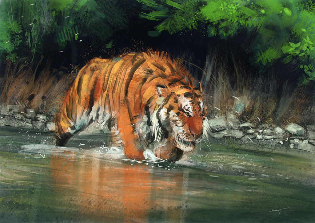Tiger Study by waLek05 on DeviantArt