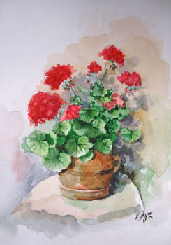 Geranium