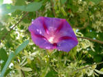 Morning Glory I by Okami-Freak