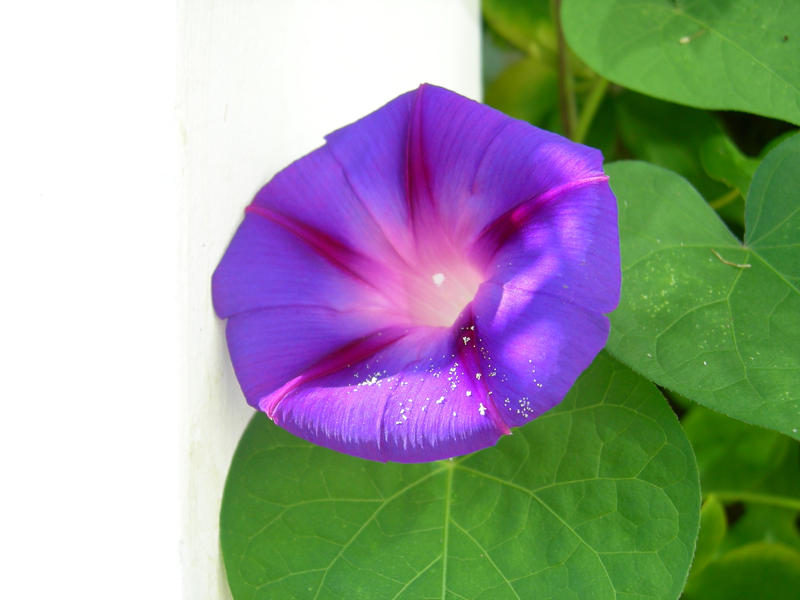 Morning Glory II