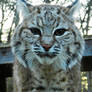 Maggie Bobcat