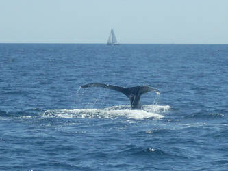 Whale Watching