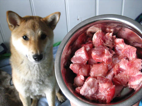 RAW Shiba