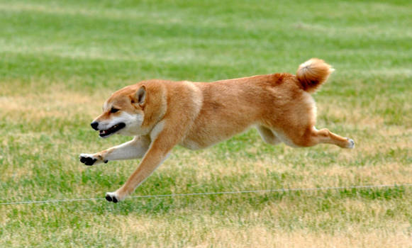 Lure Coursing with Conker