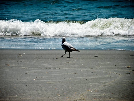 Walk this beach alone