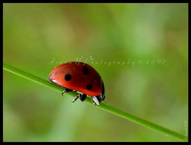 Tightrope walker