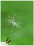 Swirling away by Irena-N-Photography