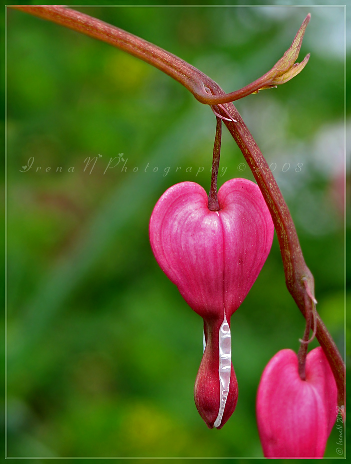 'lady's eardrops'