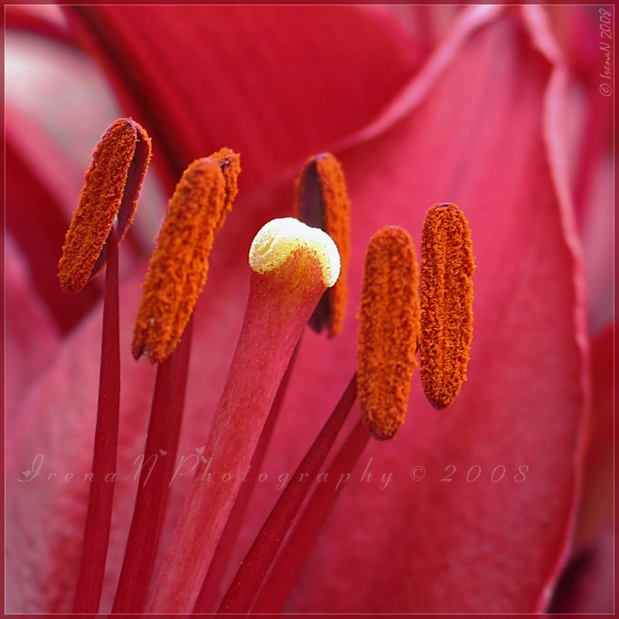 Lilium