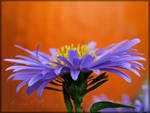 'Flirtatious' by Irena-N-Photography