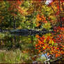 'Beaver Pond'