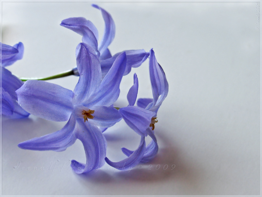 'Chionodoxa'