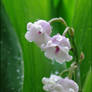 Lily-Of-The-Valley